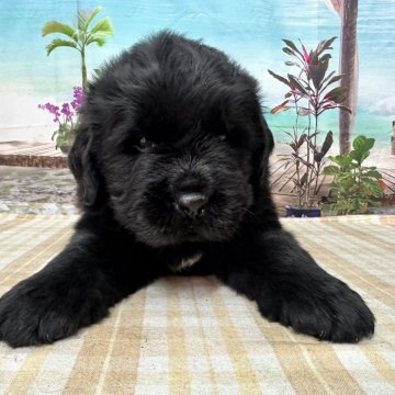 ニューファンドランド【千葉県・男の子・2025年3月26日・ブラック】の写真「父チャンピオン犬の素晴らしい子犬です♪」