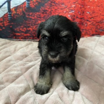 ミニチュアシュナウザー【千葉県・女の子・2025年9月17日・ブラック&シルバー】の写真「かわいいシュナウザー♪」