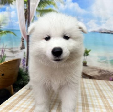 サモエド【千葉県・男の子・2025年8月13日・ホワイト】の写真「ふわふわの大型犬です♪」