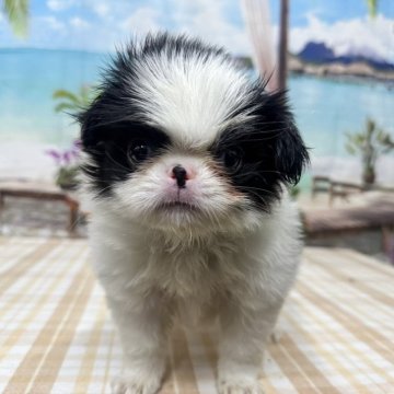 狆(チン)【千葉県・女の子・2025年7月22日・白黒】の写真「はなぺちゃお顔のかわいい子♪」