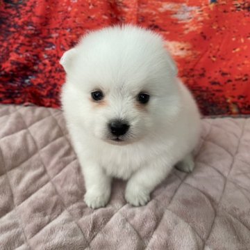 日本スピッツ【千葉県・男の子・2025年9月23日・ホワイト】の写真「真っ白の日本犬です♪」