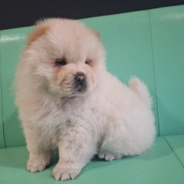 チャウチャウ【千葉県・女の子・2025年2月12日・クリーム】の写真「ゴールデンウィーク特価5/6まで♪」