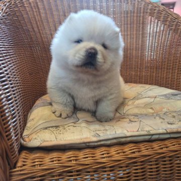 チャウチャウ【千葉県・女の子・2025年2月12日・クリーム】の写真「鼻ぺちゃお顔のチャウチャウ♪」