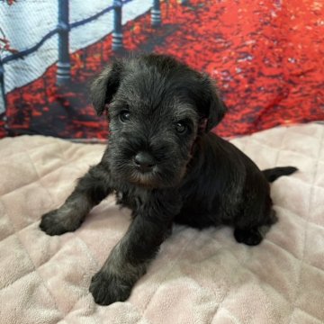 ミニチュアシュナウザー【千葉県・男の子・2025年9月15日・ソルト&ペッパー】の写真「かわいいシュナウザー♪」