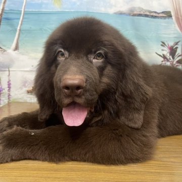 ニューファンドランド【千葉県・女の子・2025年5月31日・ブラウン】の写真「超大型犬のニューファンです♪」