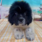 ニューファンドランド