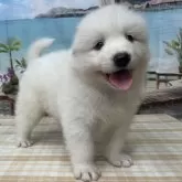 サモエド