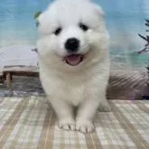 サモエド