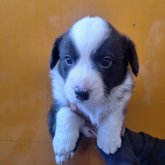 ウェルシュ・コーギー・カーディガン