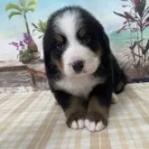 バーニーズ・マウンテン・ドッグ