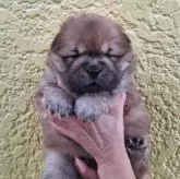 チャウチャウ【千葉県・女の子・2025年10月2日・レッド】の写真1