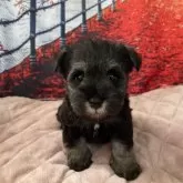 ミニチュアシュナウザー【千葉県・女の子・2025年9月15日・ソルト&ペッパー】の写真1