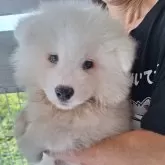 サモエド