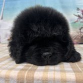 ニューファンドランド