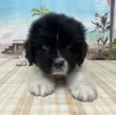 ニューファンドランド