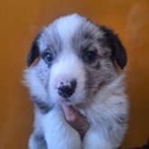 ウェルシュ・コーギー・カーディガン