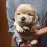 チャウチャウ【千葉県・男の子・2025年10月2日・クリーム】の写真1