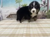 バーニーズ・マウンテン・ドッグ【千葉県・女の子・2025年7月16日・ブラックラスト&ホワイト】の写真3