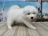 サモエド【千葉県・女の子・2025年5月6日・ホワイト】の写真7