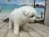 サモエド【千葉県・女の子・2025年5月6日・ホワイト】の写真8