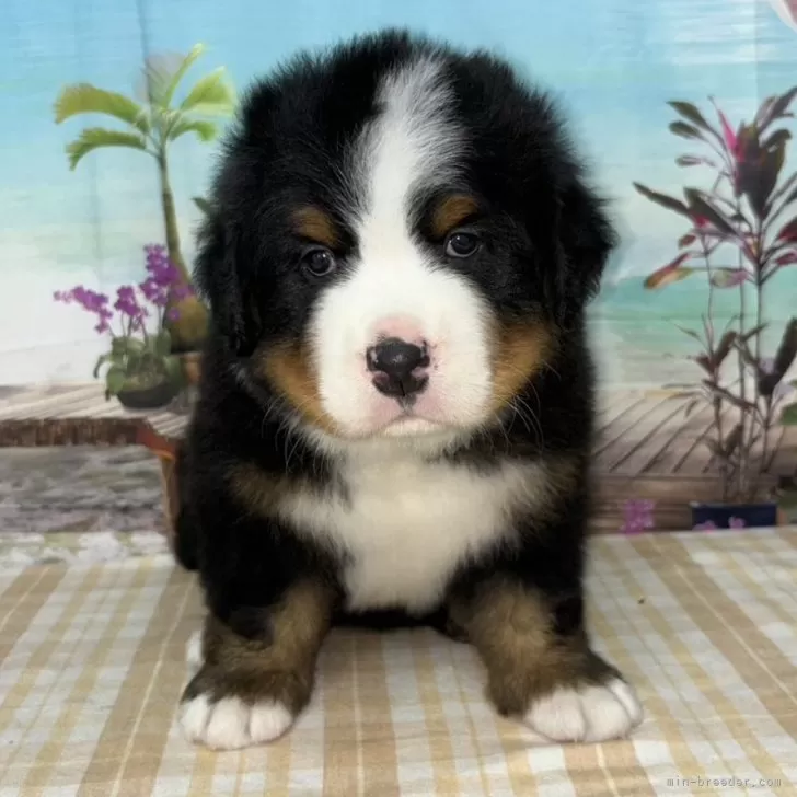 ID：2410-00785の子犬