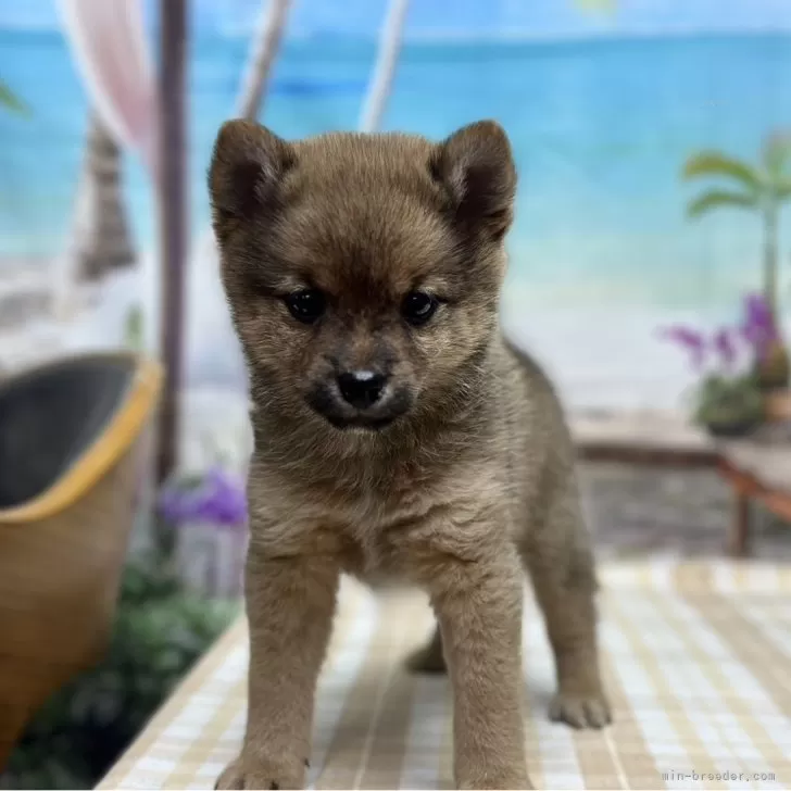 ID:2407-00305の子犬