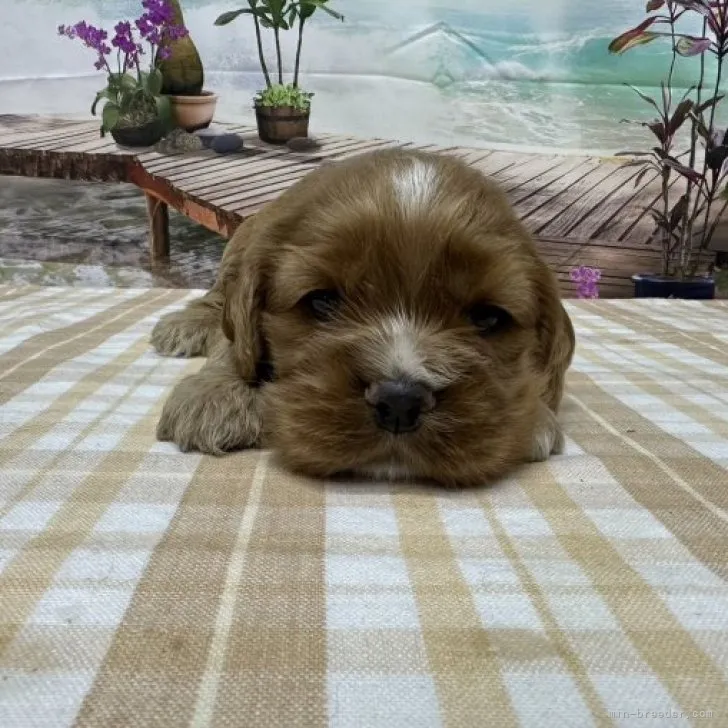 ID:2310-06393の子犬