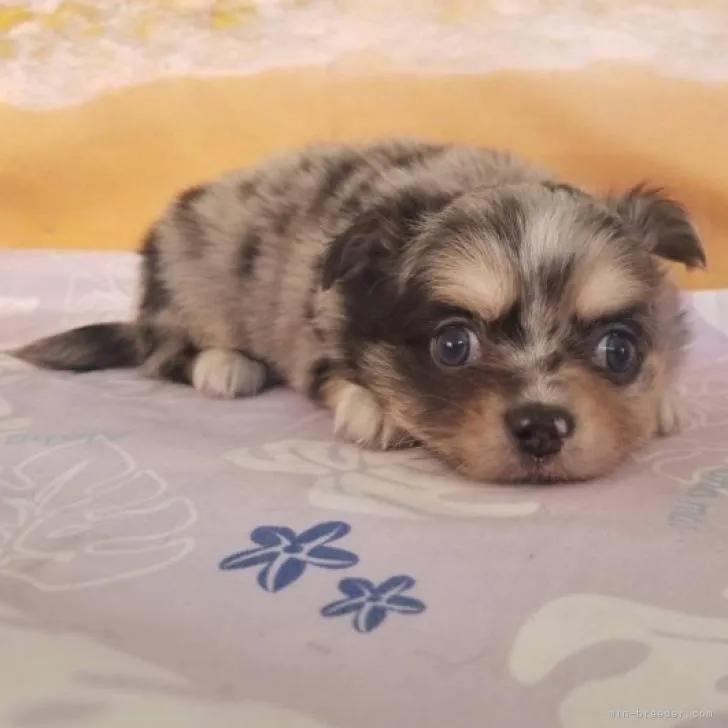 ID:2210-03548の子犬