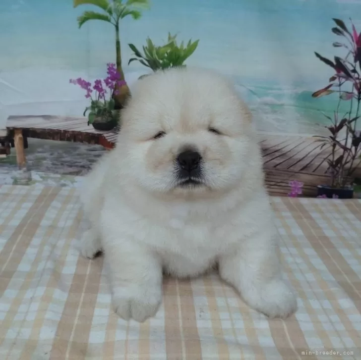 ID：2408-04368の子犬