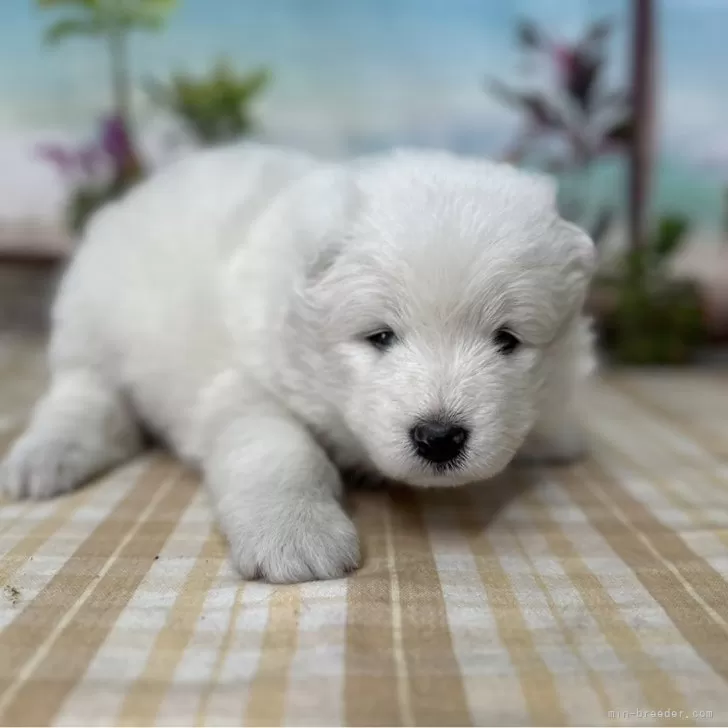 ID:2410-03761の子犬