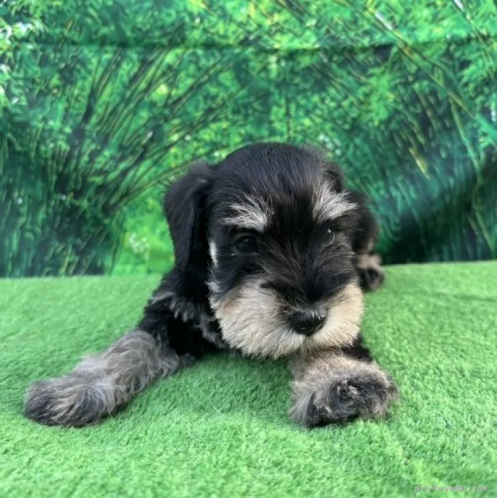 ID:2311-00139の子犬