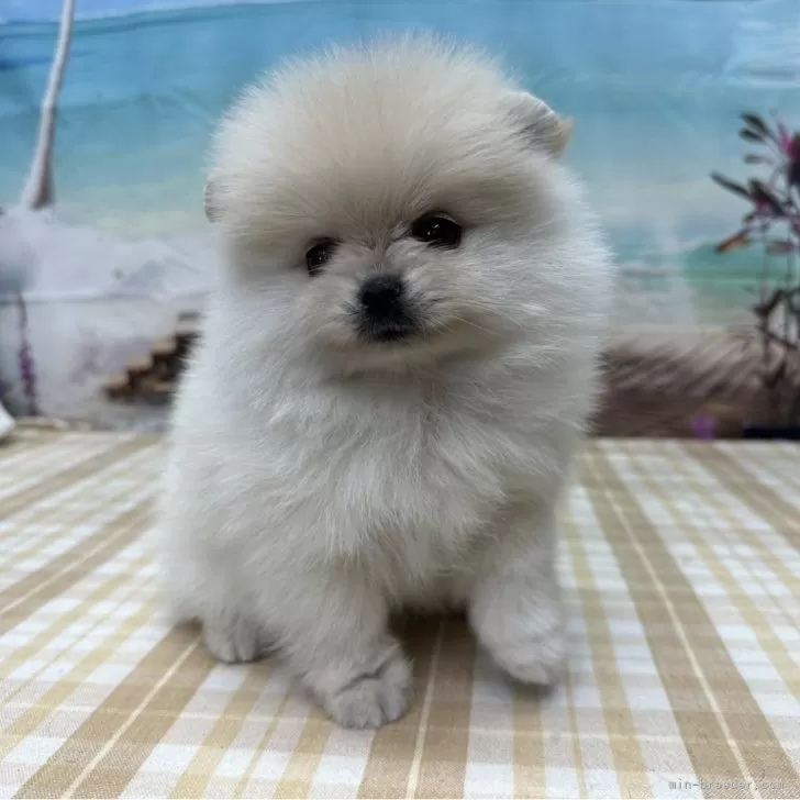 ID:2401-01735の子犬
