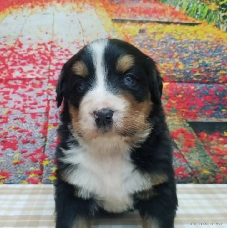 ID：2301-05207の子犬