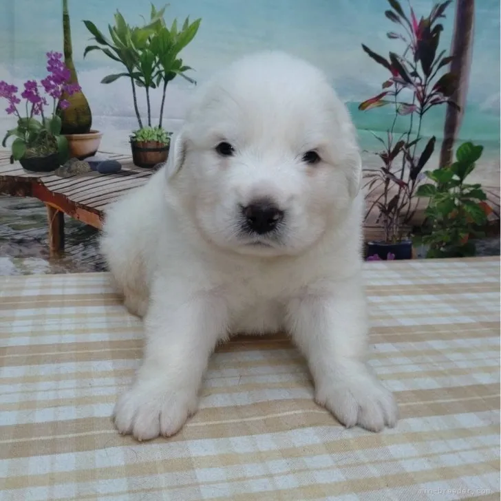 ID:2307-06055の子犬