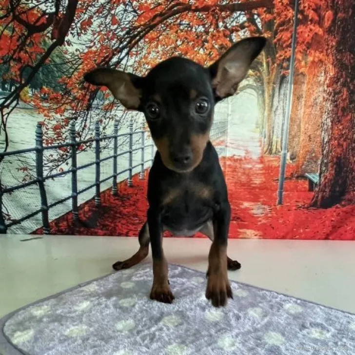 ID:2308-00455の子犬