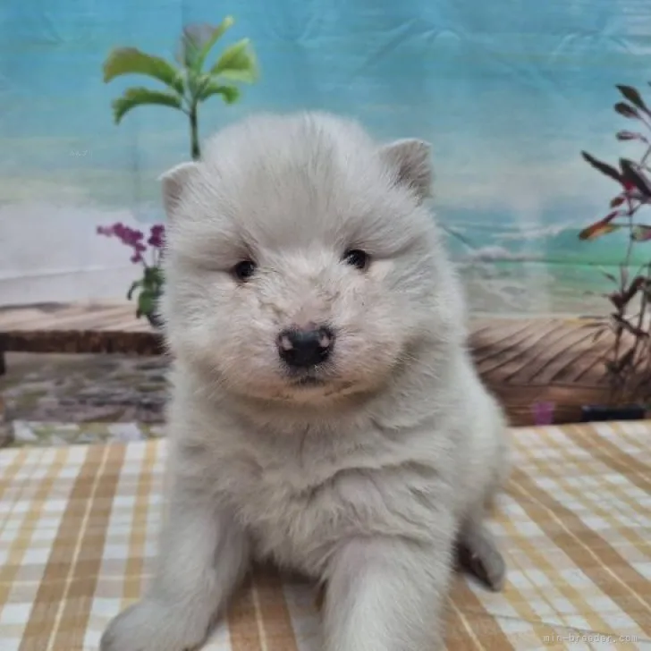 ID：2312-00488の子犬