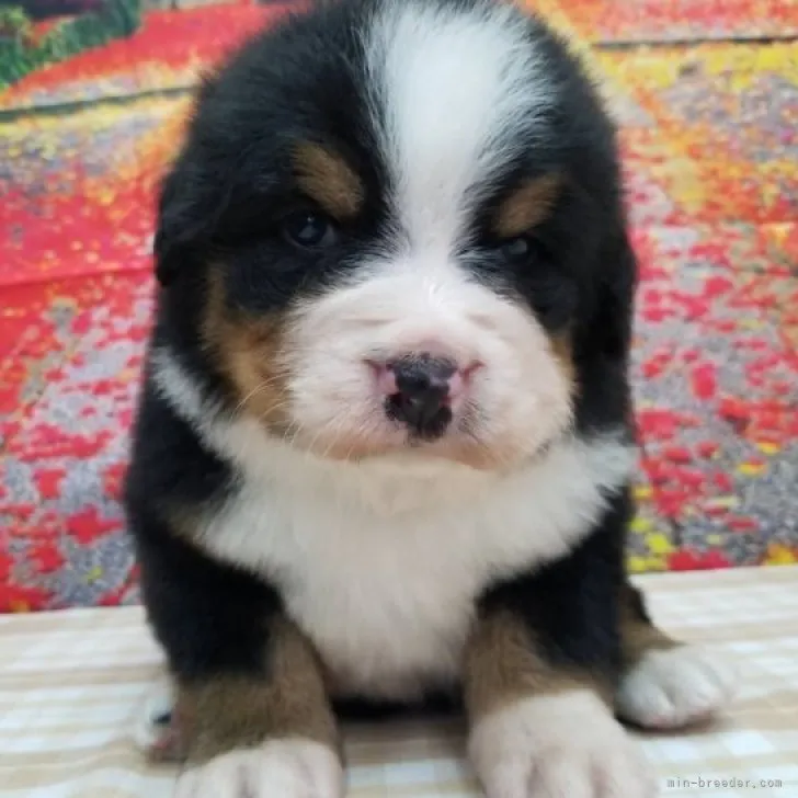 ID：2301-05208の子犬