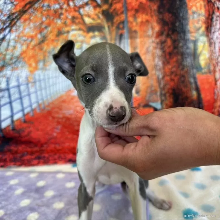 ID:2402-04244の子犬