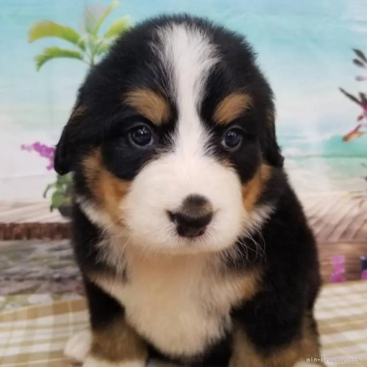 ID:2207-04413の子犬