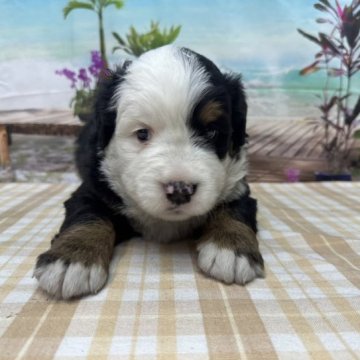 バーニーズ・マウンテン・ドッグ【千葉県・男の子・2023年10月28日・ブラックラスト&ホワイト】の写真「かわいいバーニーズ♪」