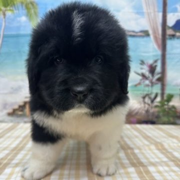 ニューファンドランド【千葉県・女の子・2023年7月25日・ランドシーア】の写真「超大型犬のニューファンドランド♪」