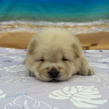 チャウチャウ【千葉県・女の子・2023年7月4日・クリーム】の写真「鼻ぺちゃお顔のチャウチャウです♪」