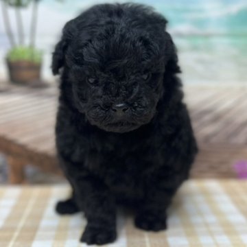 トイプードル(タイニー)【千葉県・女の子・2023年11月30日・ブラック】の写真「小さいサイズ予定のプーちゃんです♪」