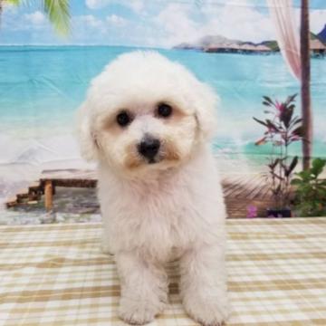 ビションフリーゼ【千葉県・男の子・2022年7月19日・ホワイト】の写真「もこもこふわふわのかわいい男の子です！」