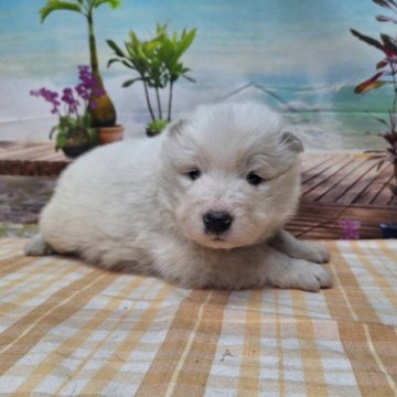 サモエド【千葉県・男の子・2023年11月23日・ホワイト】の写真「ふわふわの大型犬です♪」