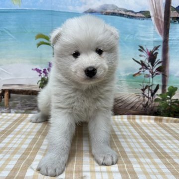 サモエド【千葉県・男の子・2023年12月13日・ホワイト】の写真「ふわふわの大型犬です♪」