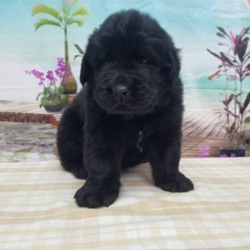 ニューファンドランド【千葉県・男の子・2023年5月20日・ブラック】の写真「超大型犬のニューファンドランド♪」