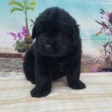 ニューファンドランド【千葉県・男の子・2023年5月20日・ブラック】の写真「超大型犬のニューファンドランド♪」