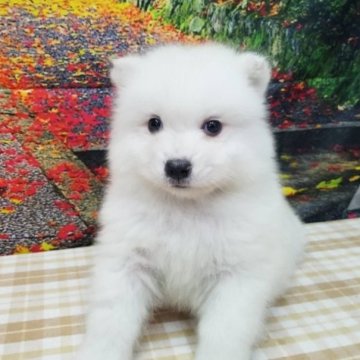 サモエド【千葉県・女の子・2022年11月11日・ホワイト】の写真「もこもこの大型犬です♪」