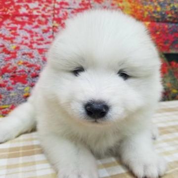 サモエド【千葉県・女の子・2022年11月11日・ホワイト】の写真「歳末お年玉セール価格！1/8まで♪」